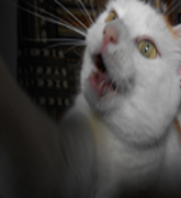 fiestycat