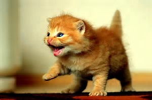a catty lion