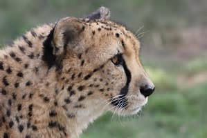 cheetah