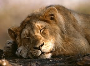 lion sleeping