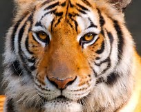 a tiger